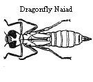 Dragonfly Naiad
