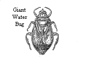 Giant Water Bug